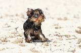 YORKSHIRE TERRIER 151